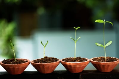 Growing in a Sustainable and Profitable way